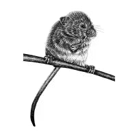 Harvest mouse - design