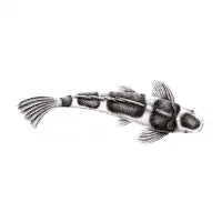 Kohaku koi fish drawing - design