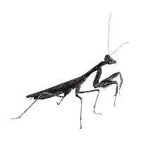 Madagascan marbled praying mantis T-Shirt - design