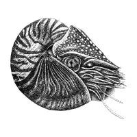 Nautilus fish - design