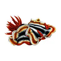 Nudibranch - design