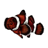 Orange clownfish drawing - design
