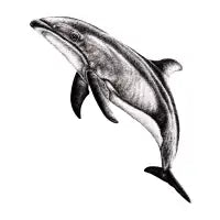 Pacific white-sided dolphin - design