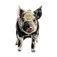 Piglet illustration - design