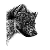 Pine marten - design