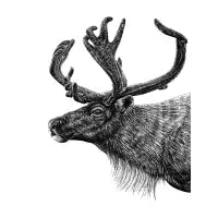 Reindeer - design