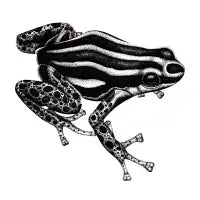Reticulated poison frog illustration - design