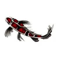 Showa koi fish - design