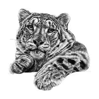 Snow leopard illustration - design