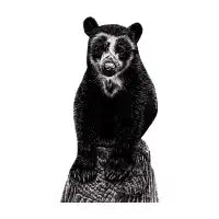 Spectacled bear cub - design