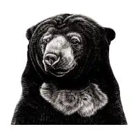 Sun bear - design