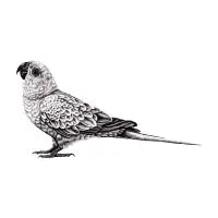 Sun conure illustration - design