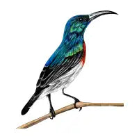 Sunbird illustration - design