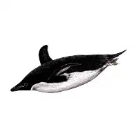 Swimming Adelie penguin - design