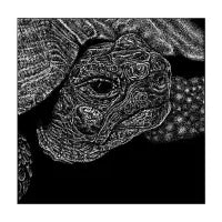 Tortoise - design