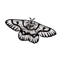 Western sheepmoth illustration - design