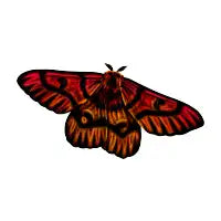 Western sheepmoth - design