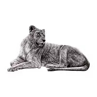 White lion female - design