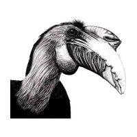 Wrinkled hornbill illustration - design