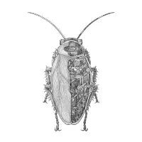 Cockroach sci-fi anatomy - design