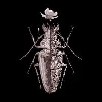 Dream bug sci-fly no.11 - design