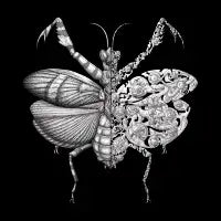 Mantis (black edition) - design