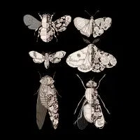 sci-fly collection - design