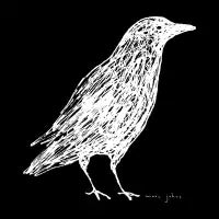 scribble crow - white - design