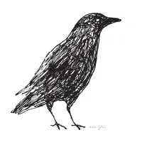 scribble crow - design