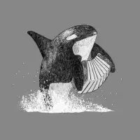 Orcordion - design