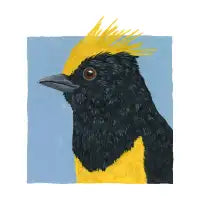Sultan Tit - design
