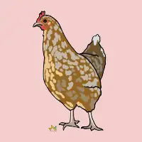 Chicken - design