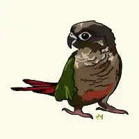 Conure Bird - design