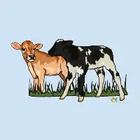 Cows - design