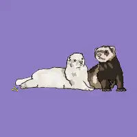 Ferrets - design