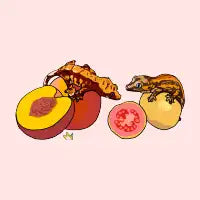Geckos - design