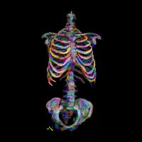 Skeleton - design