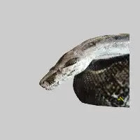 Snake - design