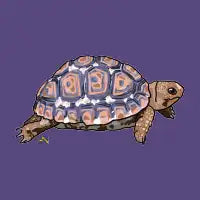 Tortoise - design