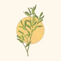 Eucalyptus Sunrise - design