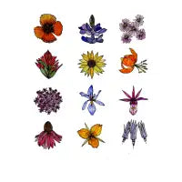 Wildflowers - design