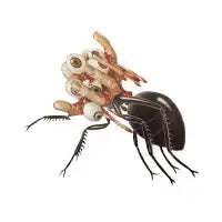 Mutant Ant - design