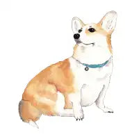 Corgi dog - design