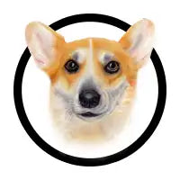 Cute corgi - design