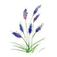 Lavender flowers - design