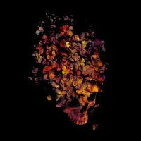 Blooming - design