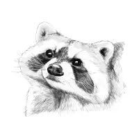 Cute Racc - design