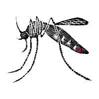 Mosquito - design