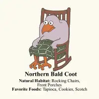 Coot - design