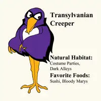 Transylvanian - design